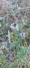 Astragalus austrosibiricus