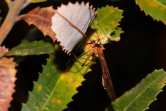 Harpobittacus tillyardi