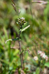 Achillea schmakovii