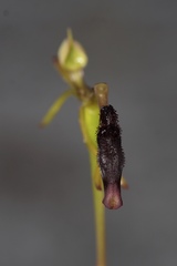 Drakaea thynniphila