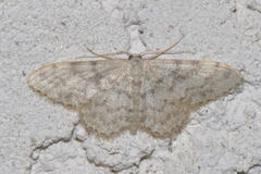 Idaea alyssumata