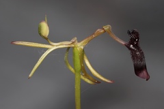 Drakaea thynniphila
