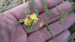 Corchorus asplenifolius