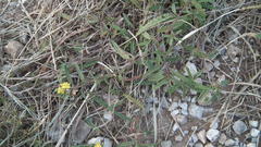 Corchorus asplenifolius