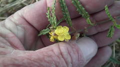 Corchorus asplenifolius