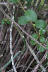 Cynanchum viminale viminale