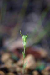 Pterostylis crispula
