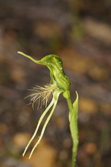 Pterostylis turfosa