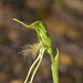 Pterostylis turfosa - Photo 由 Dustyn and Catherine 所上傳的 (c) Dustyn and Catherine，保留部份權利CC BY-NC