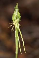 Pterostylis turfosa