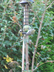 Parus major