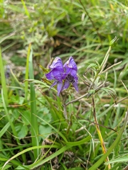 Aconitum fukutomei