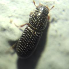Pleurophorus caesus