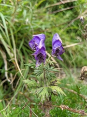 Aconitum fukutomei