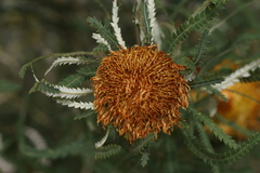 Banksia formosa