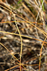 Schoenus curvifolius