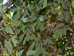 Ficus pumila awkeotsang