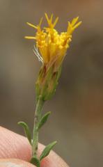 Pegolettia retrofracta