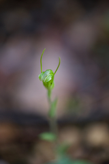 Pterostylis crispula