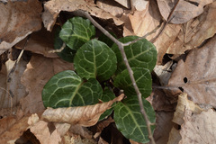 Pyrola americana
