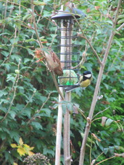 Parus major