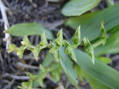 Freesia caryophyllacea
