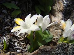 Freesia caryophyllacea