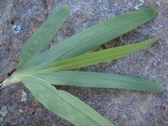 Freesia caryophyllacea