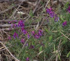 Vicia eriocarpa