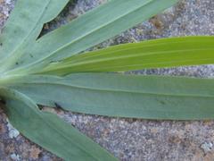 Freesia caryophyllacea