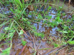 Laurembergia repens