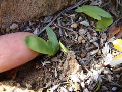 Freesia caryophyllacea