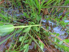 Laurembergia repens