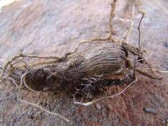 Freesia caryophyllacea
