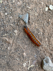 Acronicta thoracica