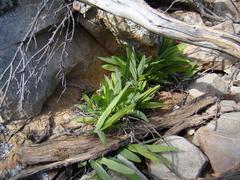Freesia caryophyllacea