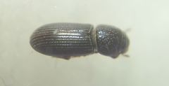 Pleurophorus caesus