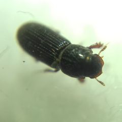Pleurophorus caesus