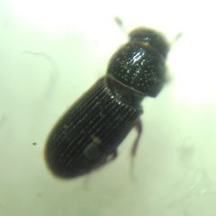 Pleurophorus caesus