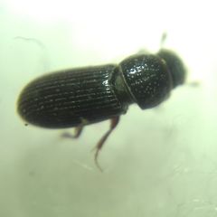 Pleurophorus caesus
