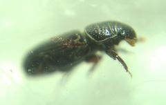 Pleurophorus caesus