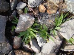 Freesia caryophyllacea