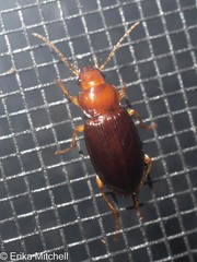 Trichotichnus vulpeculus