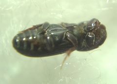 Pleurophorus caesus