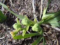 Freesia caryophyllacea