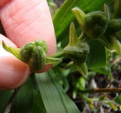 Freesia caryophyllacea