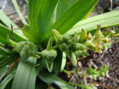 Freesia caryophyllacea