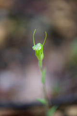 Pterostylis crispula