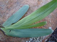 Freesia caryophyllacea