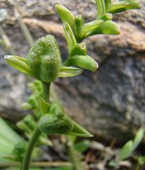Freesia caryophyllacea